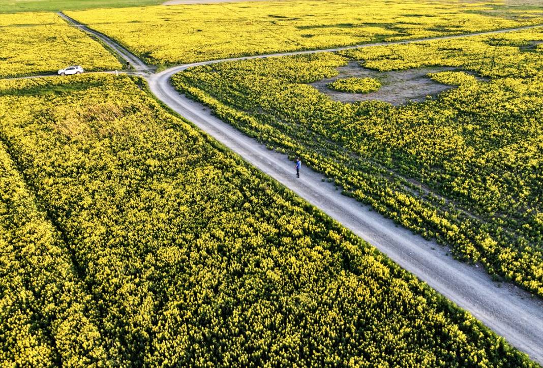 Konya’nın kuruyan gölünü altın sarısı renklendirdi 11
